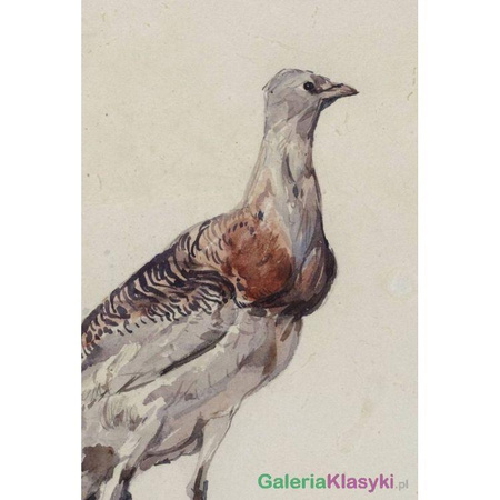 Studium dropia - Józef Chełmoński