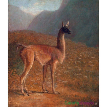 Lama - Jacques-Laurent Agasse