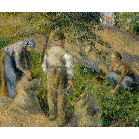 "Żniwa" - Camille Pissarro