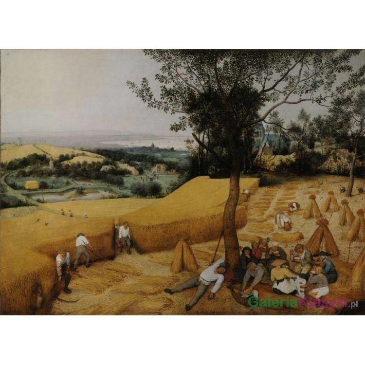 Reprodukcja obrazu: Żniwa - Pieter Brueghel (starszy)